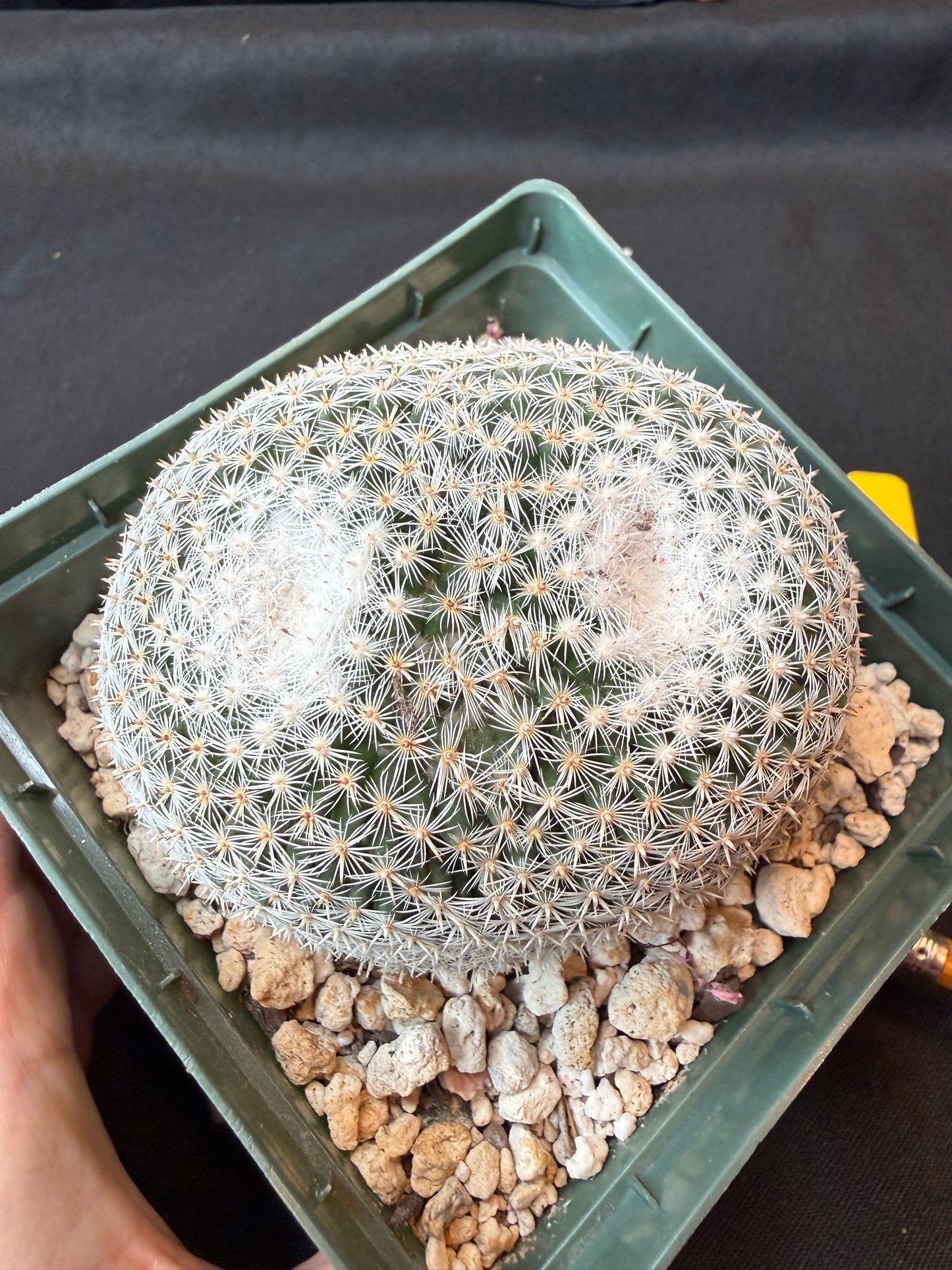 Mammillaria microthele rare cactus large 164