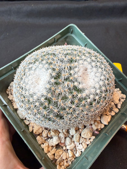 Mammillaria microthele rare cactus large 164