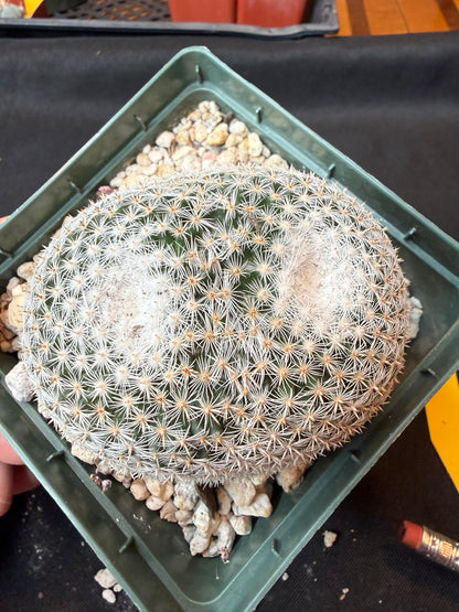 Mammillaria microthele rare cactus large 164