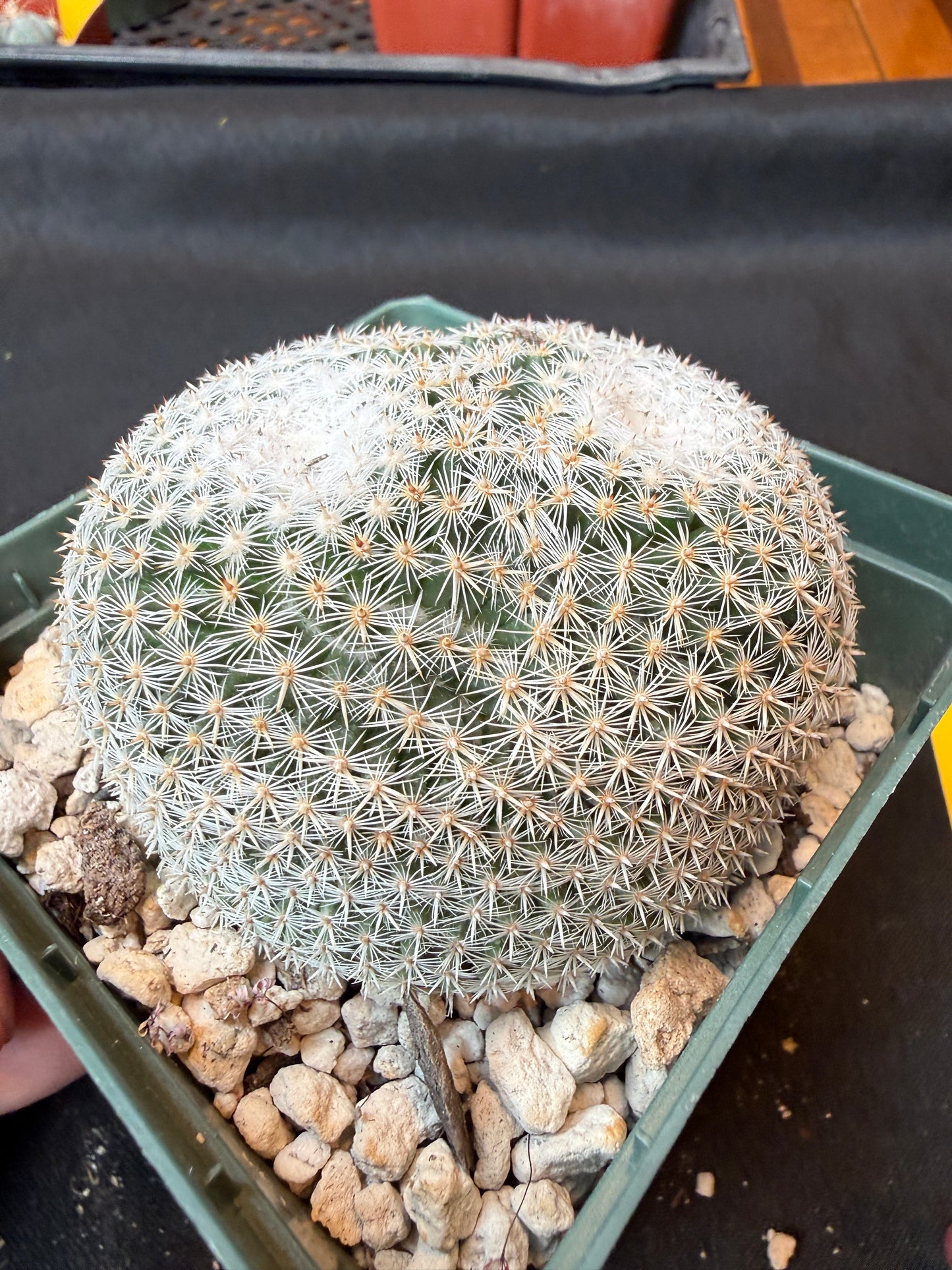 Mammillaria microthele rare cactus large 164