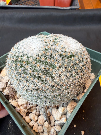 Mammillaria microthele rare cactus large 164