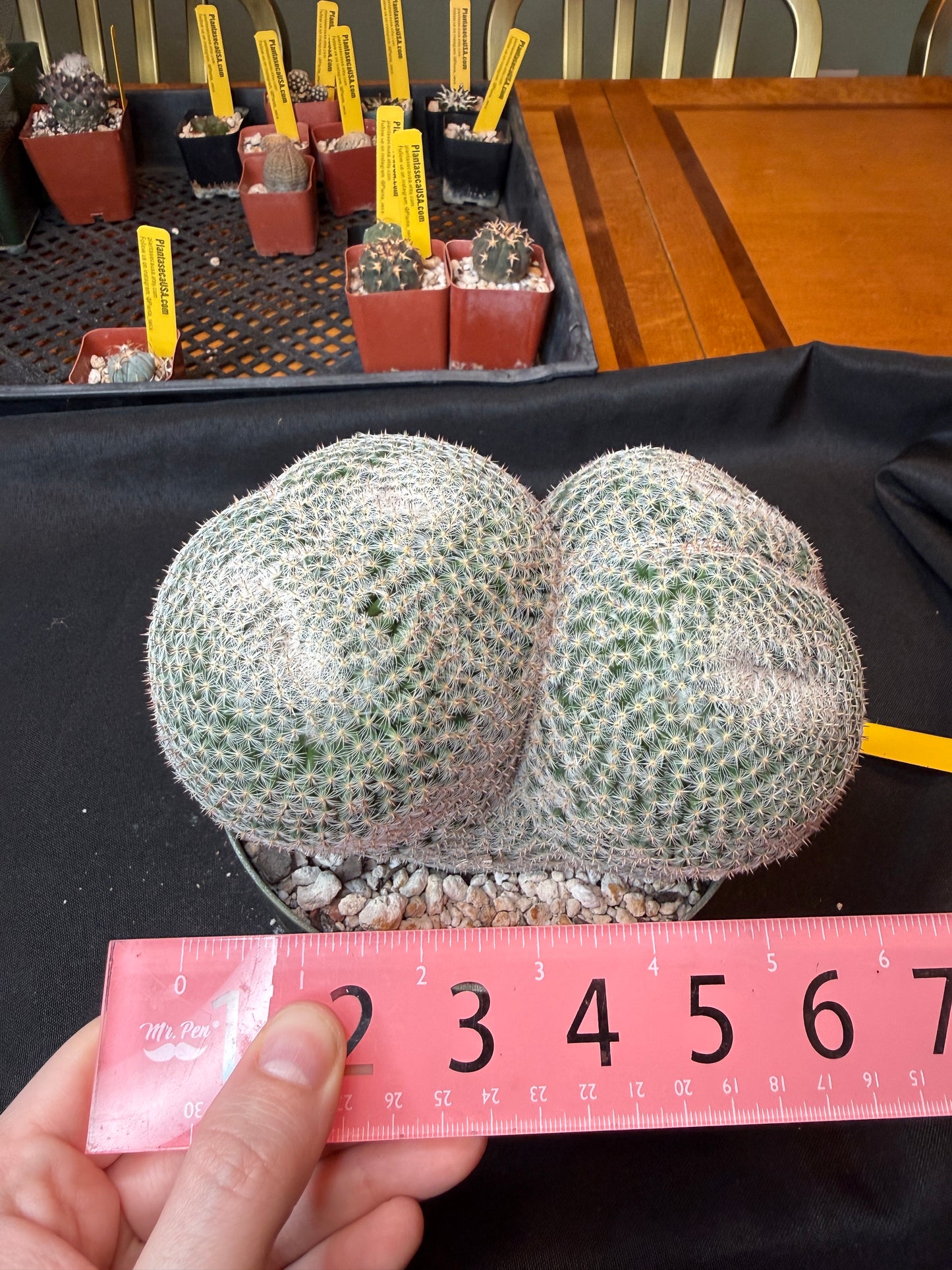 Mammillaria microthele specimen size very nice 165