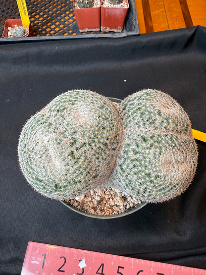 Mammillaria microthele specimen size very nice 165