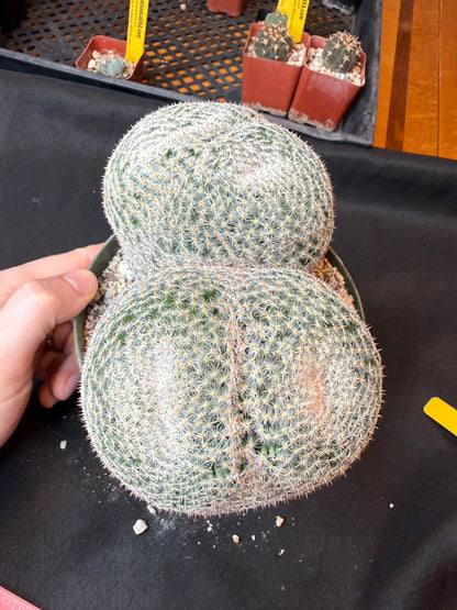 Mammillaria microthele specimen size very nice 165