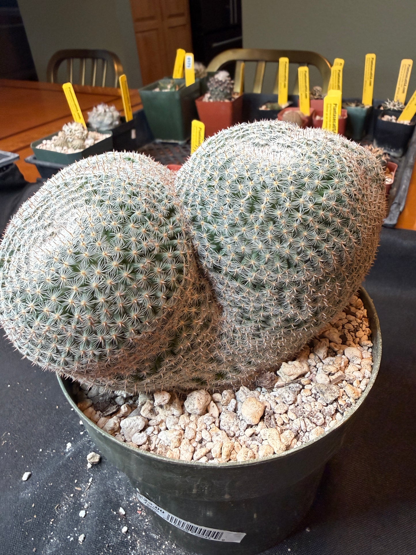 Mammillaria microthele specimen size very nice 165