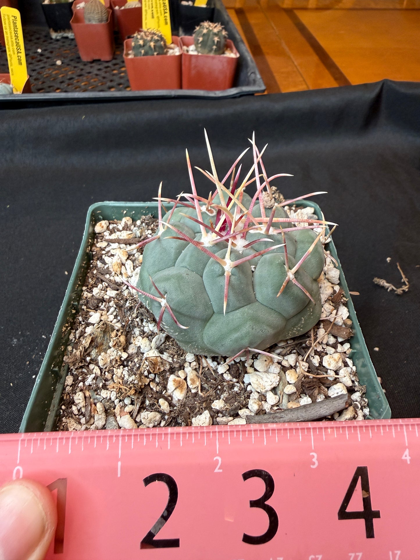 Thelocactus hexaedrophorus rare cactus 166 nice size