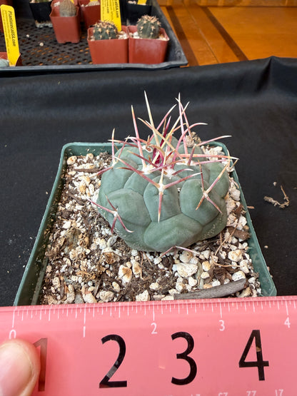 Thelocactus hexaedrophorus rare cactus 166 nice size