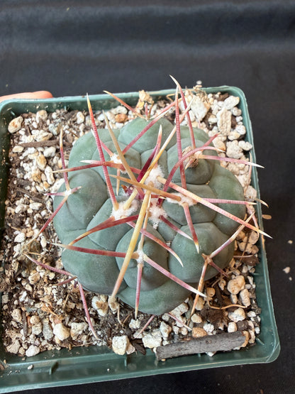 Thelocactus hexaedrophorus rare cactus 166 nice size
