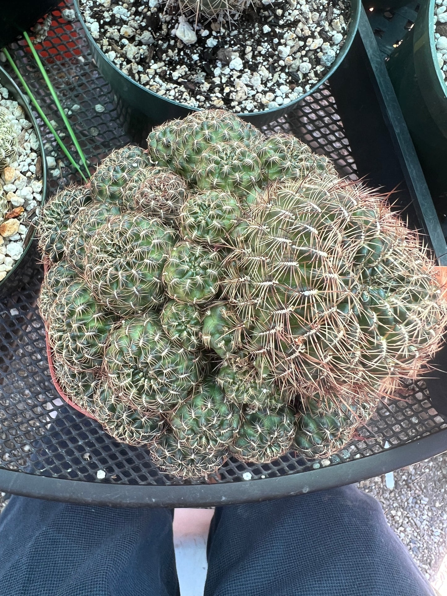 Rebutia krugeri v. Senoia rare cactus specimen overgrowing 6 inch pot