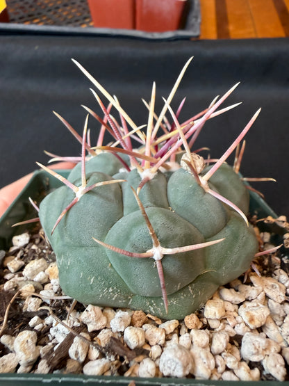 Thelocactus hexaedrophorus rare cactus 166 nice size