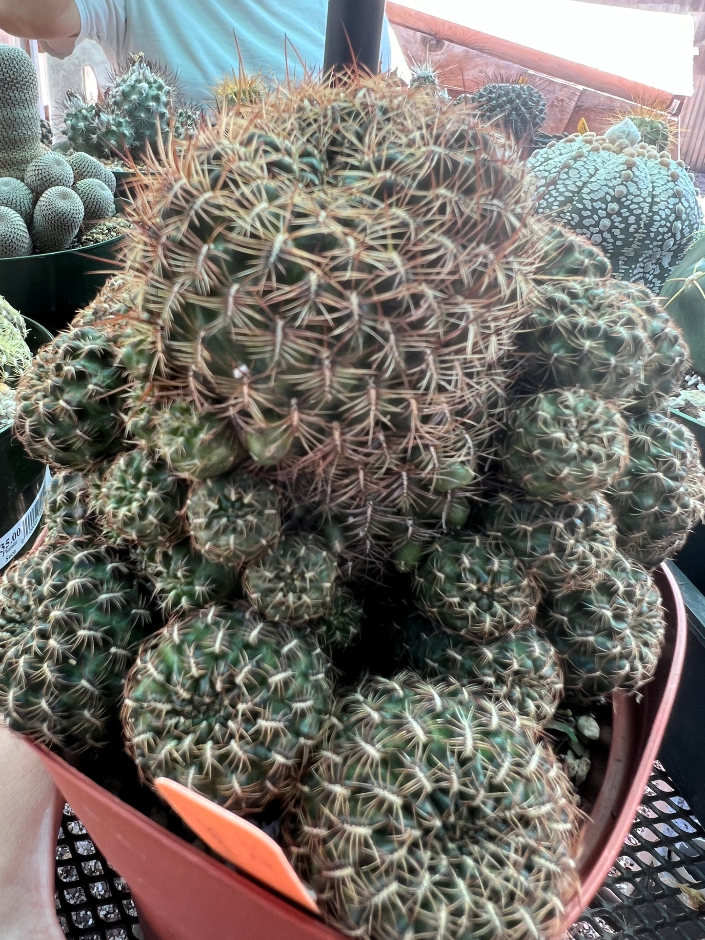 Rebutia krugeri v. Senoia rare cactus specimen overgrowing 6 inch pot