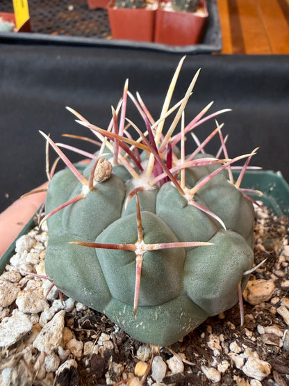 Thelocactus hexaedrophorus rare cactus 166 nice size
