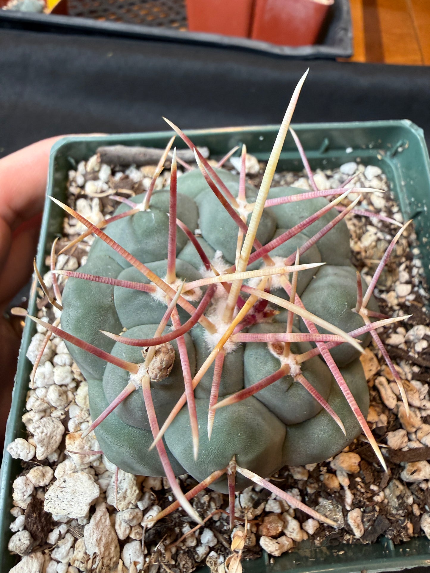 Thelocactus hexaedrophorus rare cactus 166 nice size