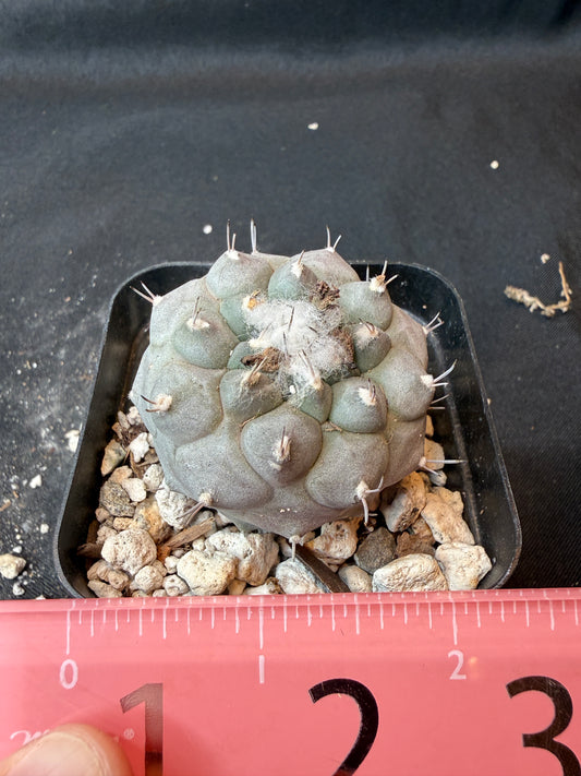 Turbinicarpus lophophoroides rare cactus very nice farina