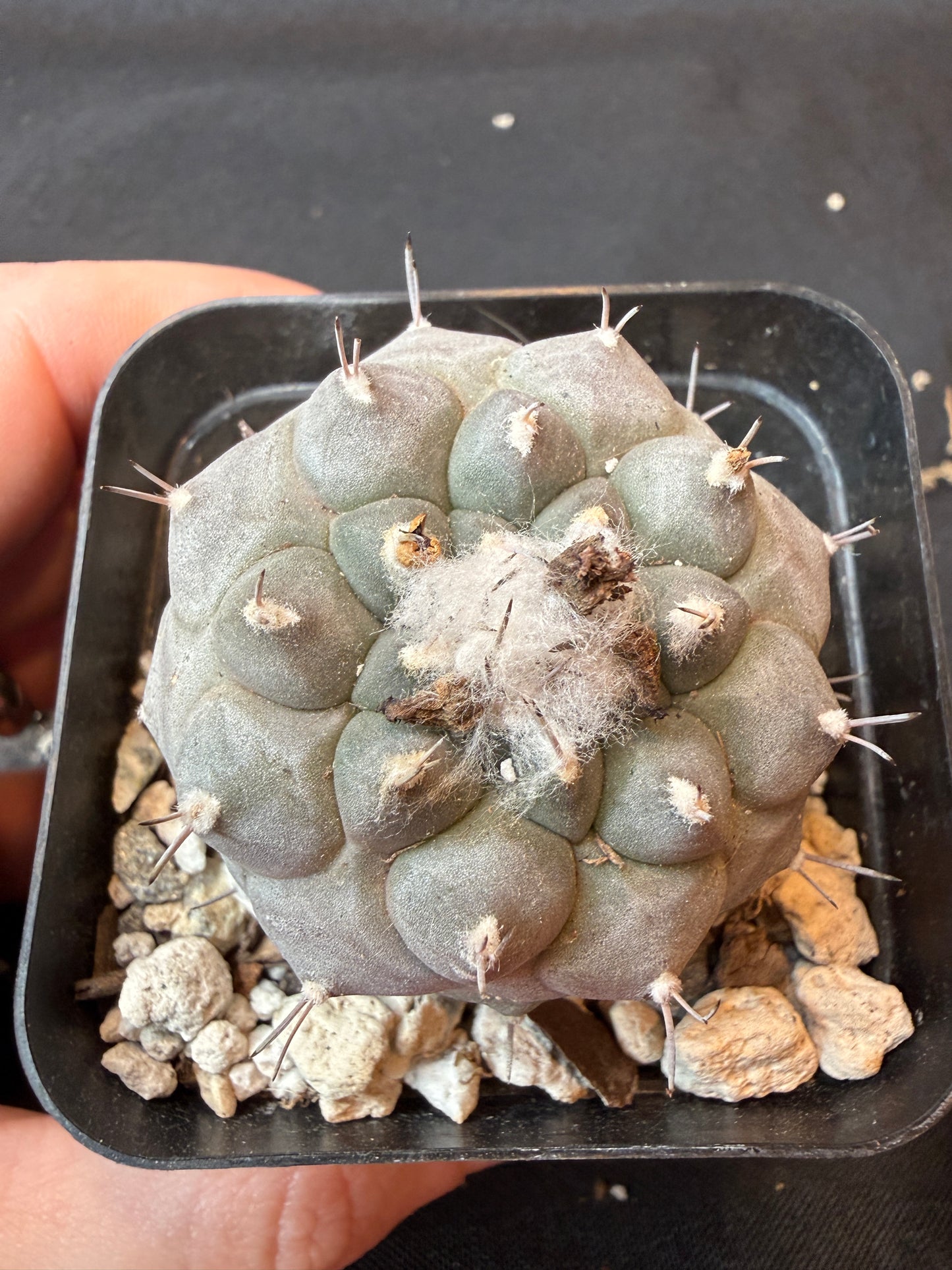 Turbinicarpus lophophoroides rare cactus very nice farina
