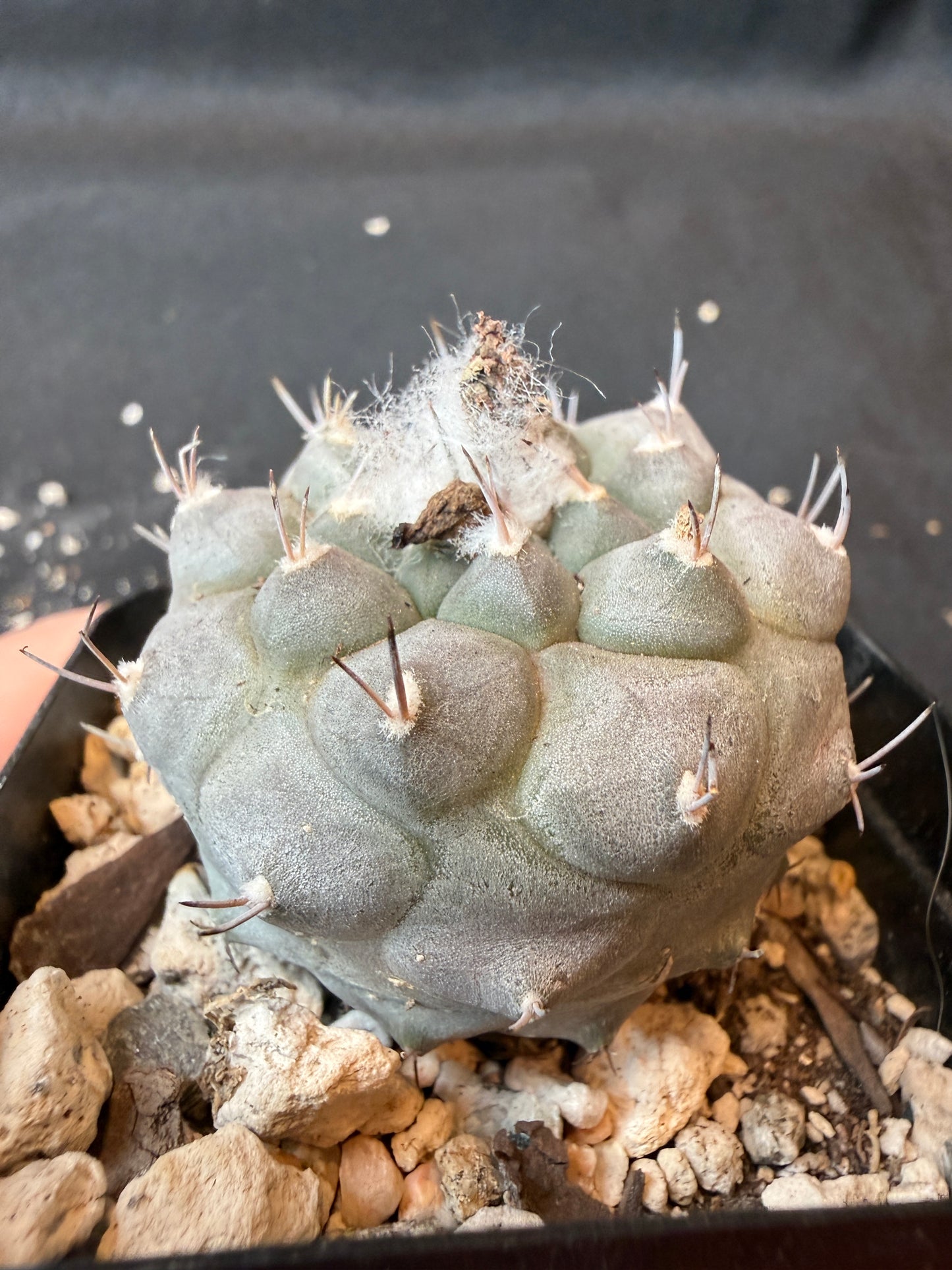Turbinicarpus lophophoroides rare cactus very nice farina