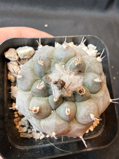 Turbinicarpus lophophoroides rare cactus very nice farina