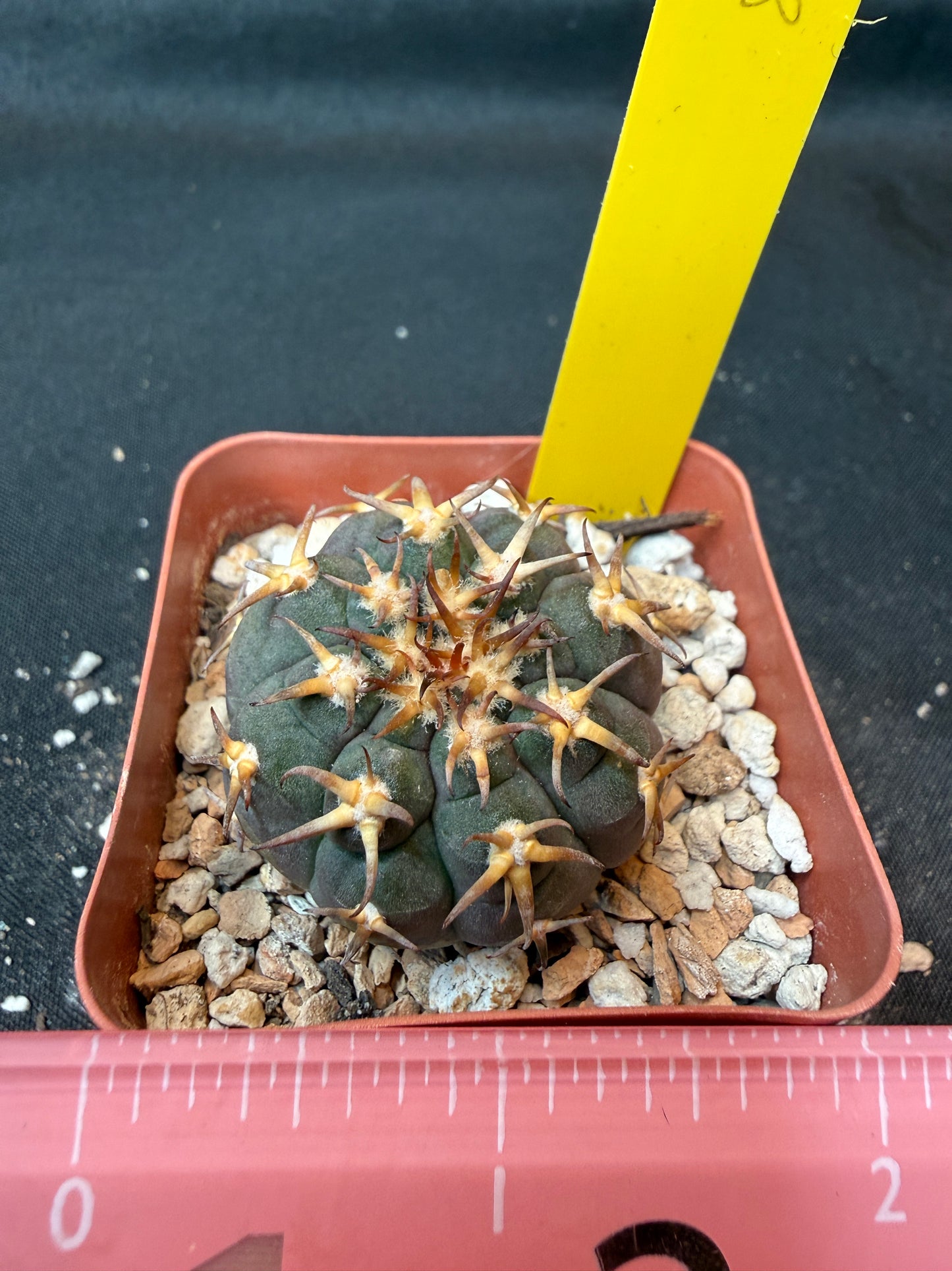 Gymnocalycium Speggazini unguispinum rare cactus 168