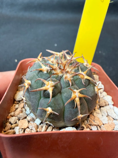 Gymnocalycium Speggazini unguispinum rare cactus 168