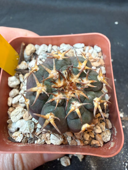 Gymnocalycium Speggazini unguispinum rare cactus 168
