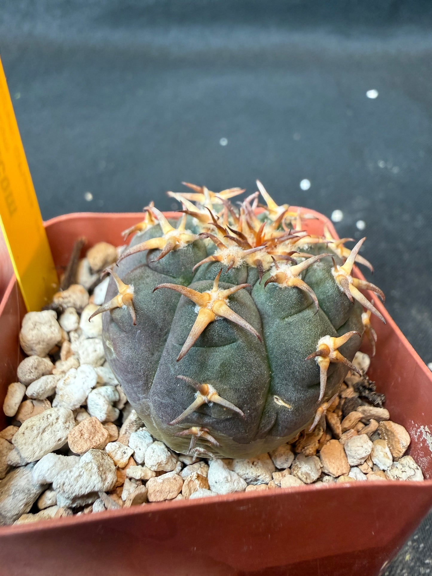 Gymnocalycium Speggazini unguispinum rare cactus 168