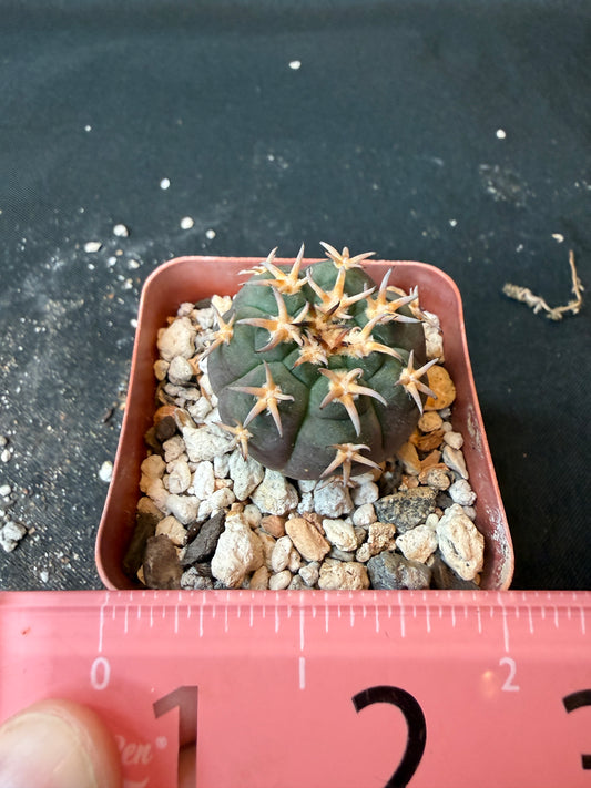 Gymnocalycium Speggazini unguispinum rare cactus 169 nice
