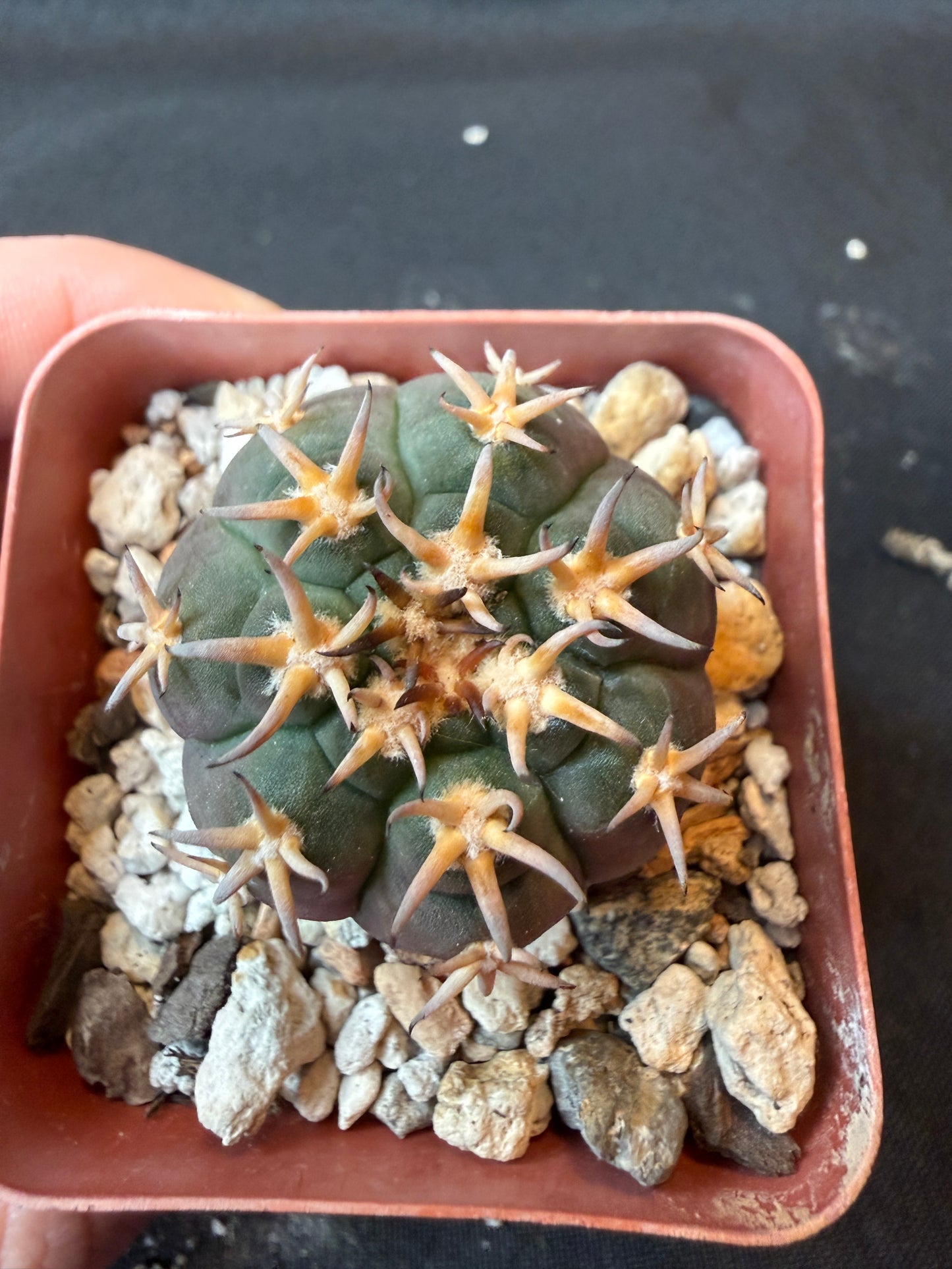 Gymnocalycium Speggazini unguispinum rare cactus 169 nice