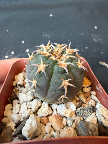 Gymnocalycium Speggazini unguispinum rare cactus 169 nice