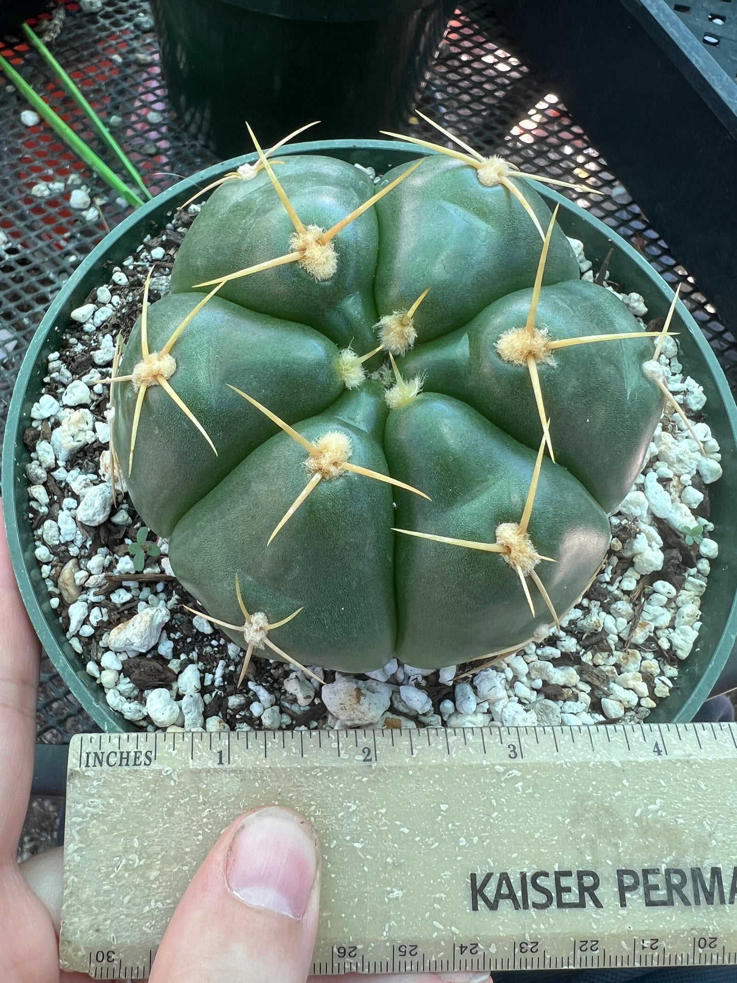 Gymnocalycium Horstii green tomato cactus in 6 inch pot