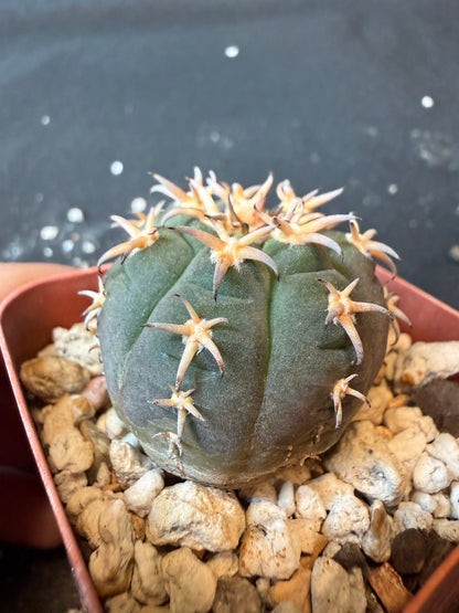 Gymnocalycium Speggazini unguispinum rare cactus 169 nice
