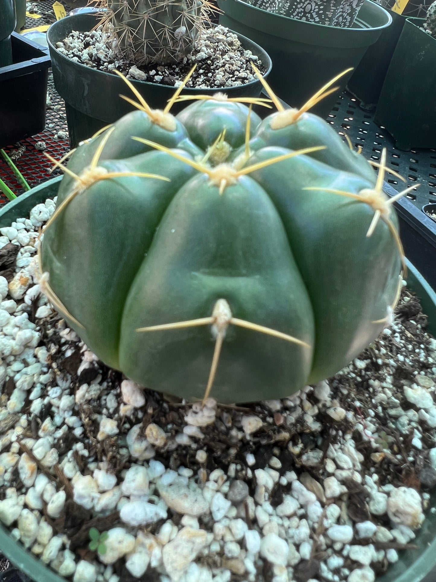 Gymnocalycium Horstii green tomato cactus in 6 inch pot