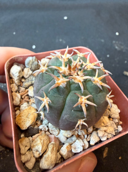 Gymnocalycium Speggazini unguispinum rare cactus 169 nice