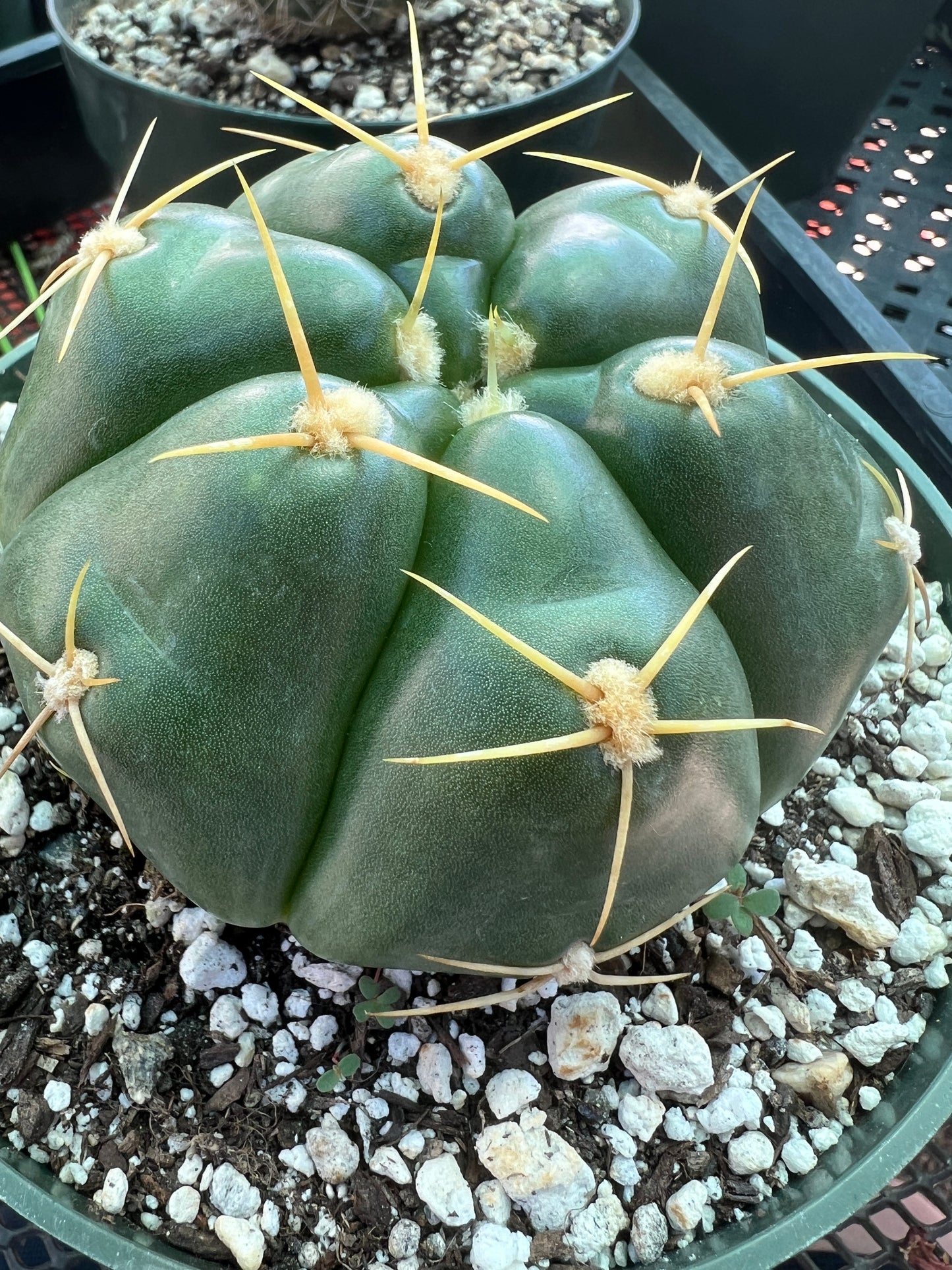 Gymnocalycium Horstii green tomato cactus in 6 inch pot