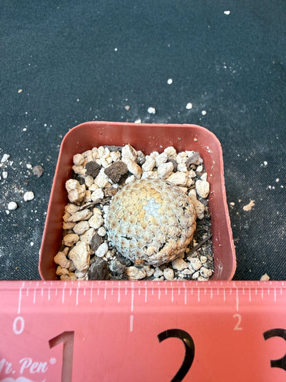 Mammillaria breviplumosa rare plant large size 170