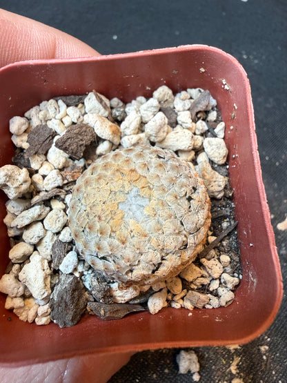 Mammillaria breviplumosa rare plant large size 170