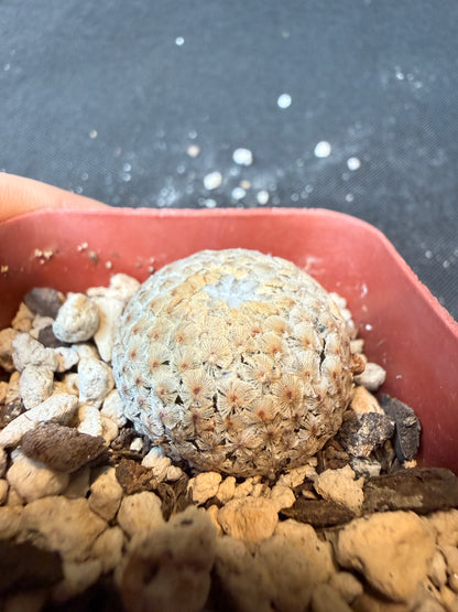 Mammillaria breviplumosa rare plant large size 170