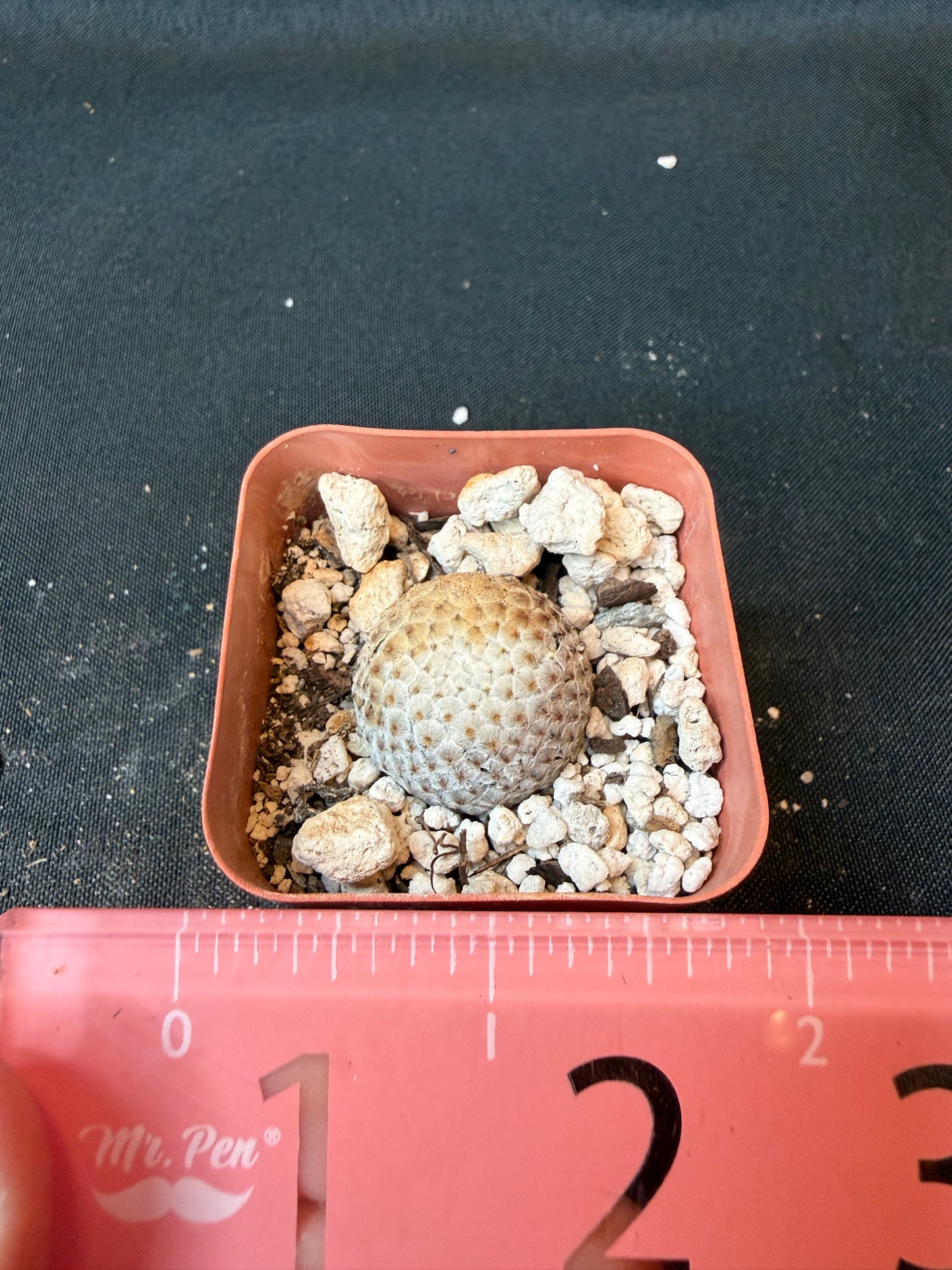 Mammillaria breviplumosa rare plant large miniature 171