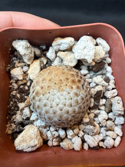 Mammillaria breviplumosa rare plant large miniature 171