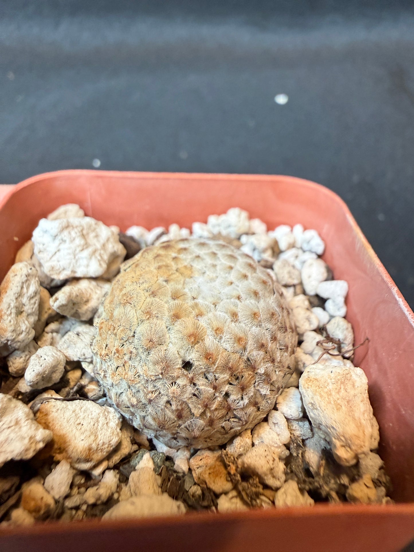 Mammillaria breviplumosa rare plant large miniature 171