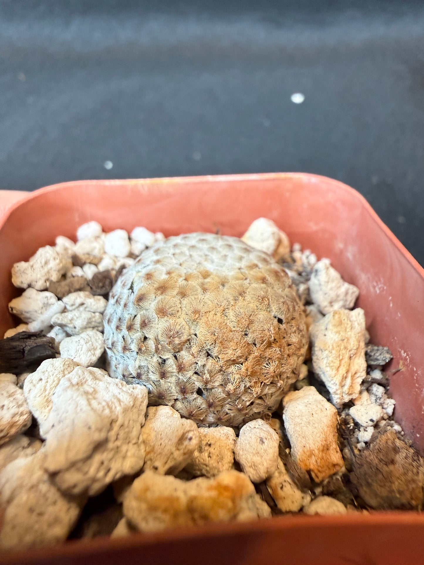 Mammillaria breviplumosa rare plant large miniature 171