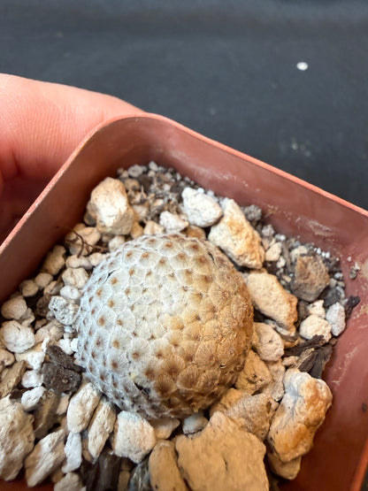 Mammillaria breviplumosa rare plant large miniature 171