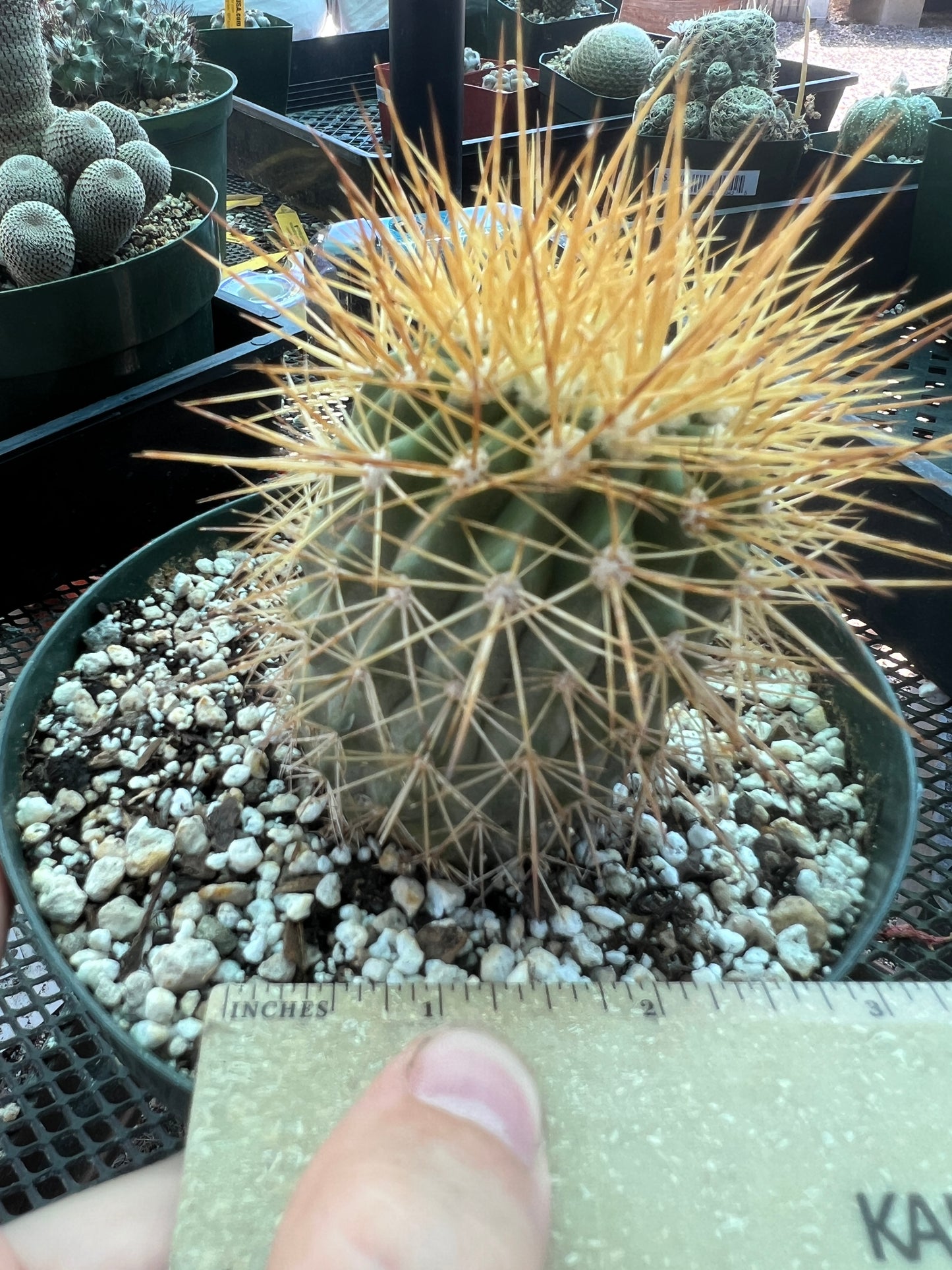 Copiapoa tigrillo cactus in 6 inch pot