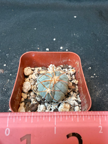 Echinocactus horizonthalonius seedlings from show plants 172