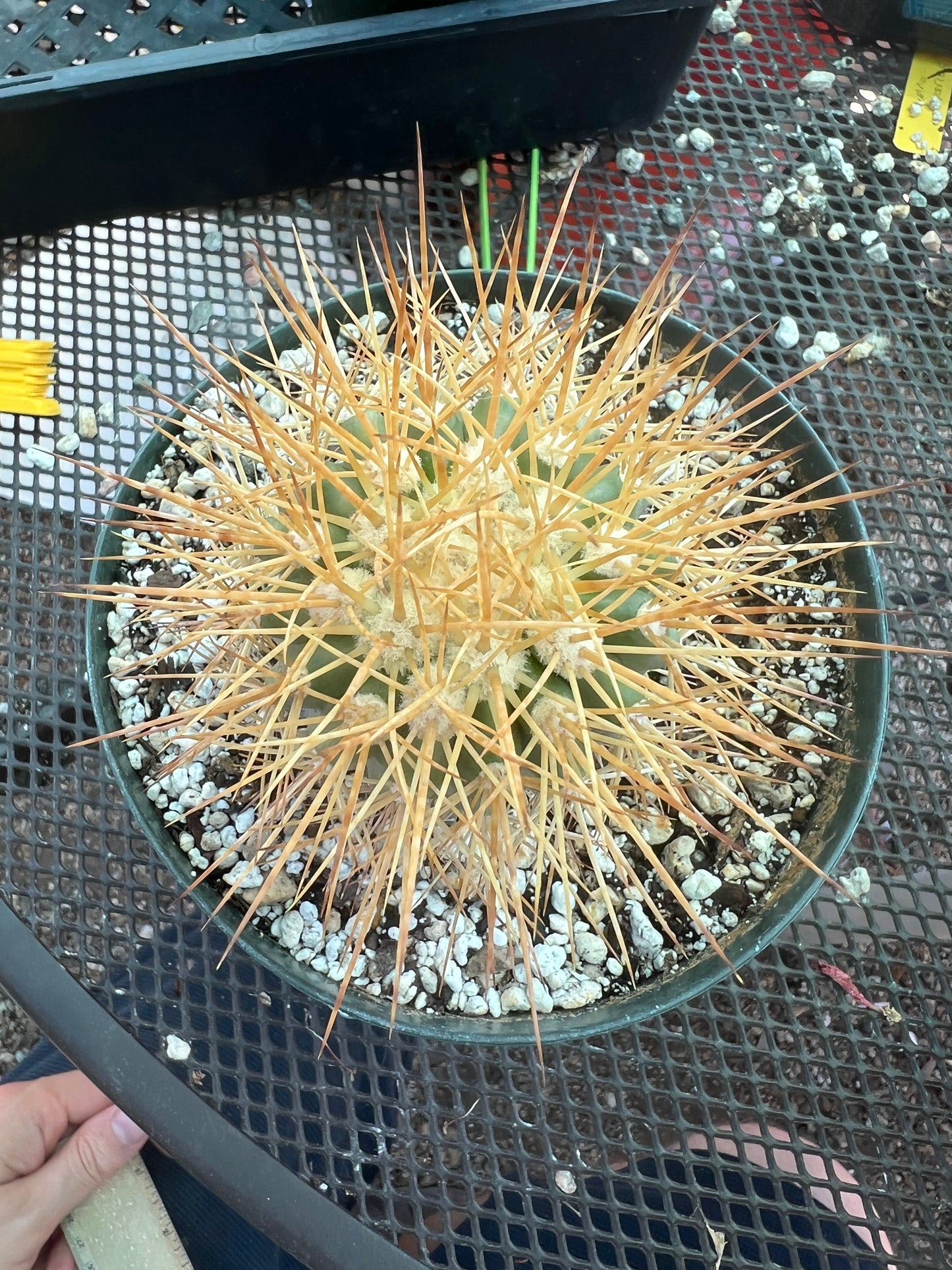 Copiapoa tigrillo cactus in 6 inch pot