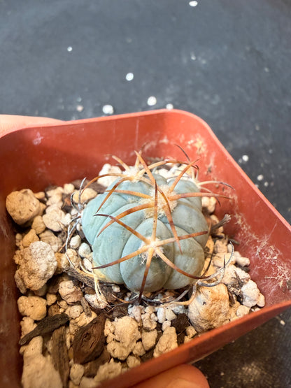 Echinocactus horizonthalonius seedlings from show plants 172