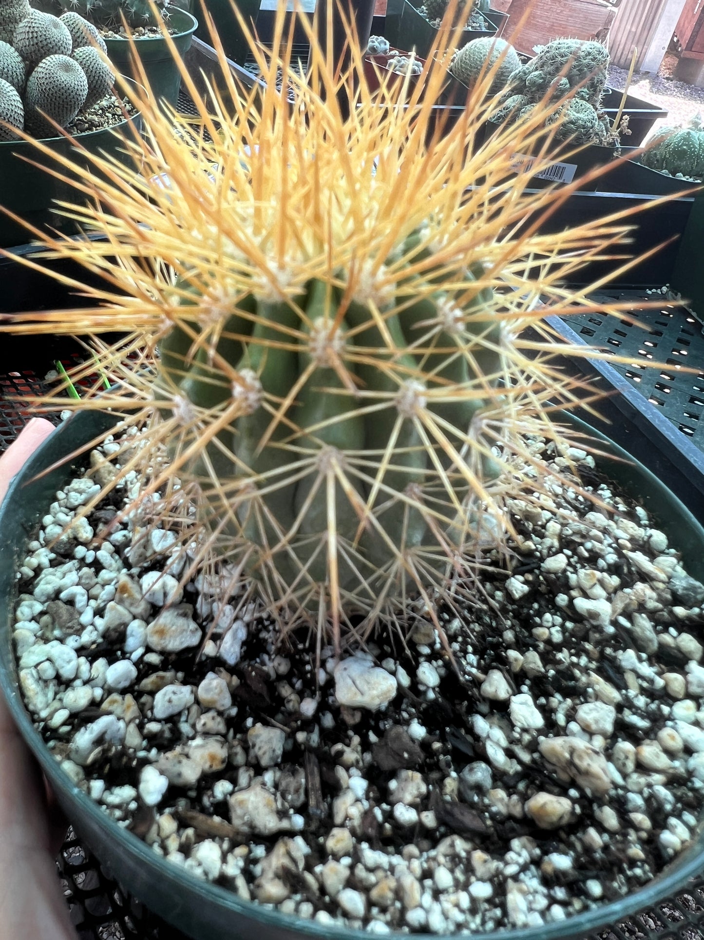 Copiapoa tigrillo cactus in 6 inch pot