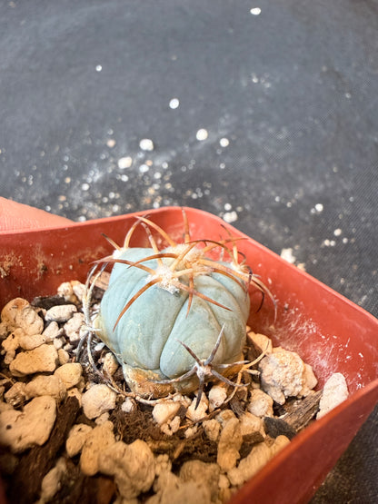 Echinocactus horizonthalonius seedlings from show plants 172