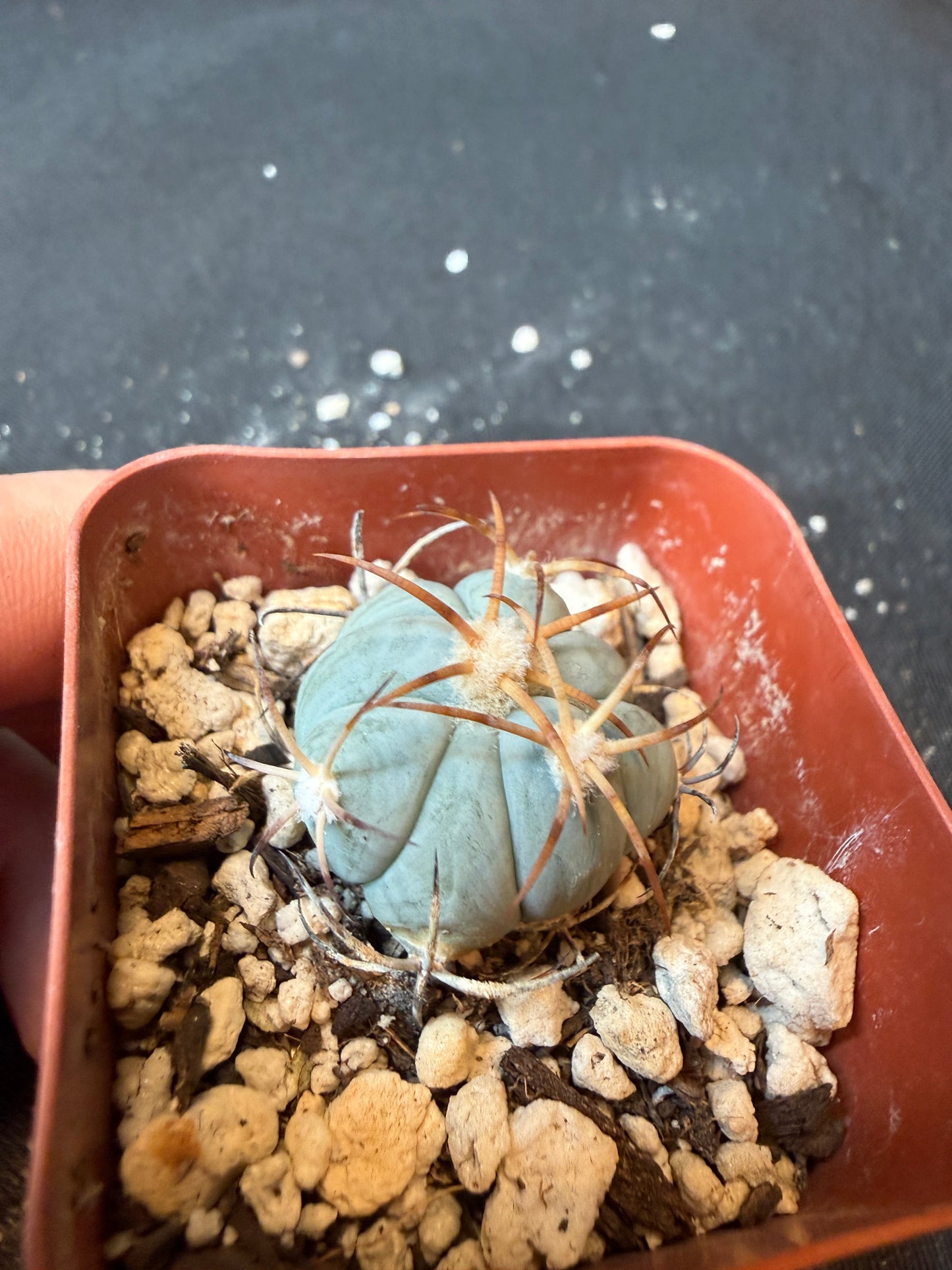 Echinocactus horizonthalonius seedlings from show plants 172