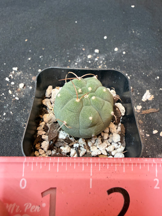 Matucana Madison nice plant 173