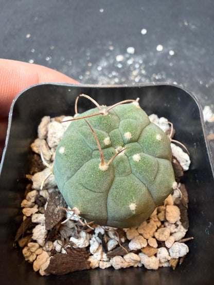Matucana Madison nice plant 173